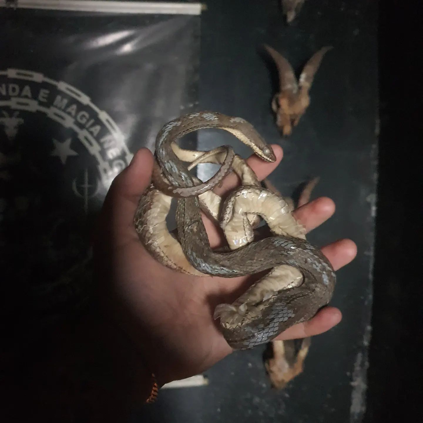 Feitiço Realizado em Nosso Templo